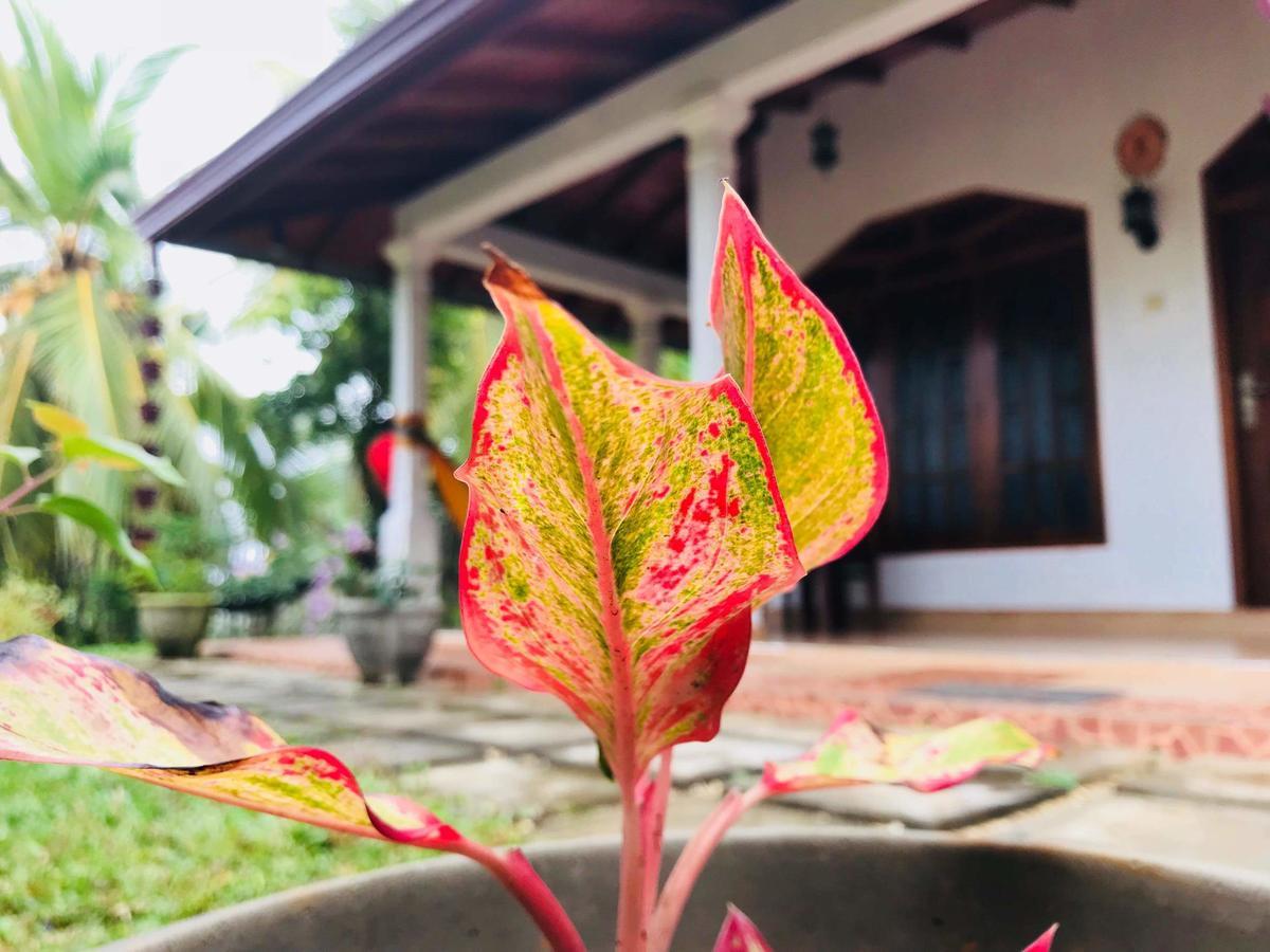 Kawshan Home Stay Dikwella Exterior foto